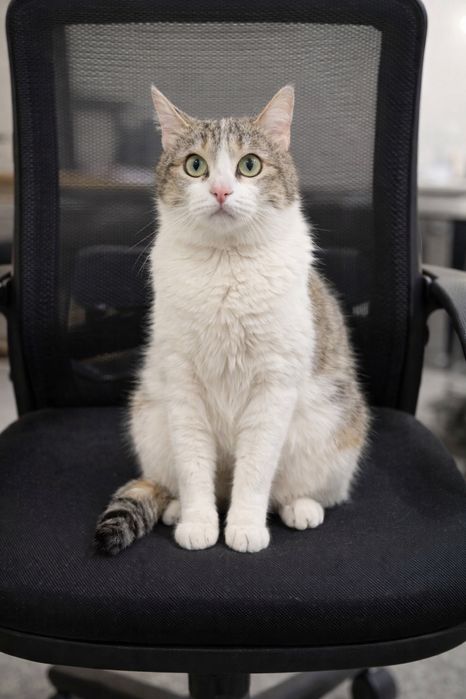 Кошечка ТАСЯ ищет семью. Стерилизована. Трехцветка