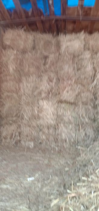 Шоп сатылады багасы 1300тг