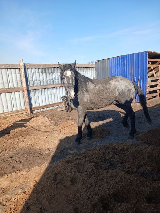 Продам жеребца 2022г.р.