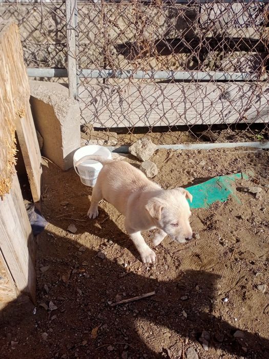 Щенки в добрые руки