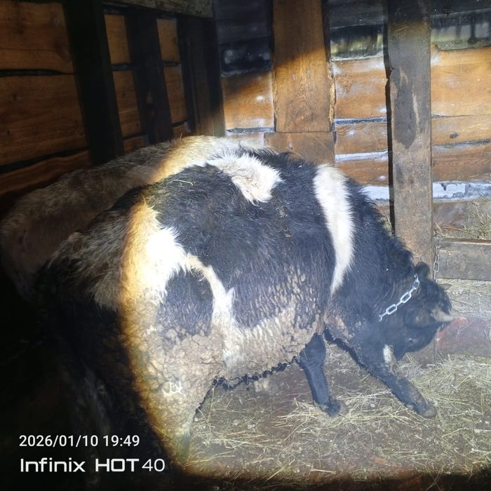 Продам 3 Бычков.