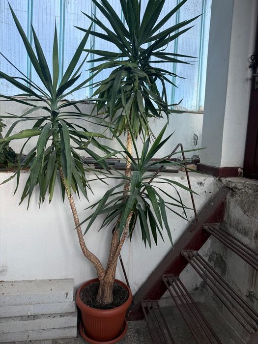 YUCCA , planta decorativa , inaltime peste 2 m