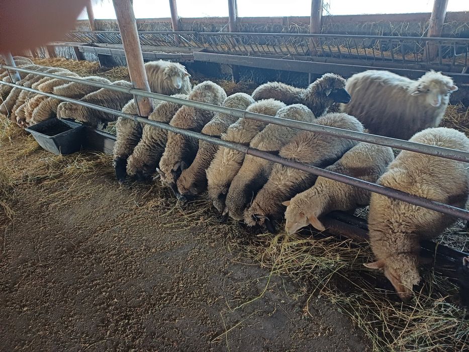 Mielute tigaie ruginie