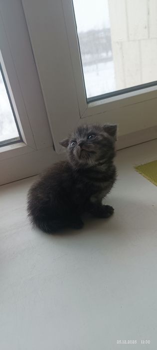 Девочка британка