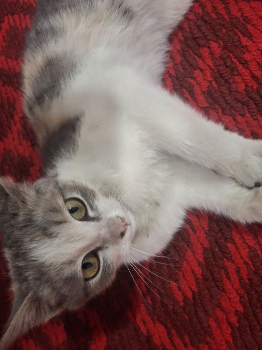 Котёнок даром в ответственные руки