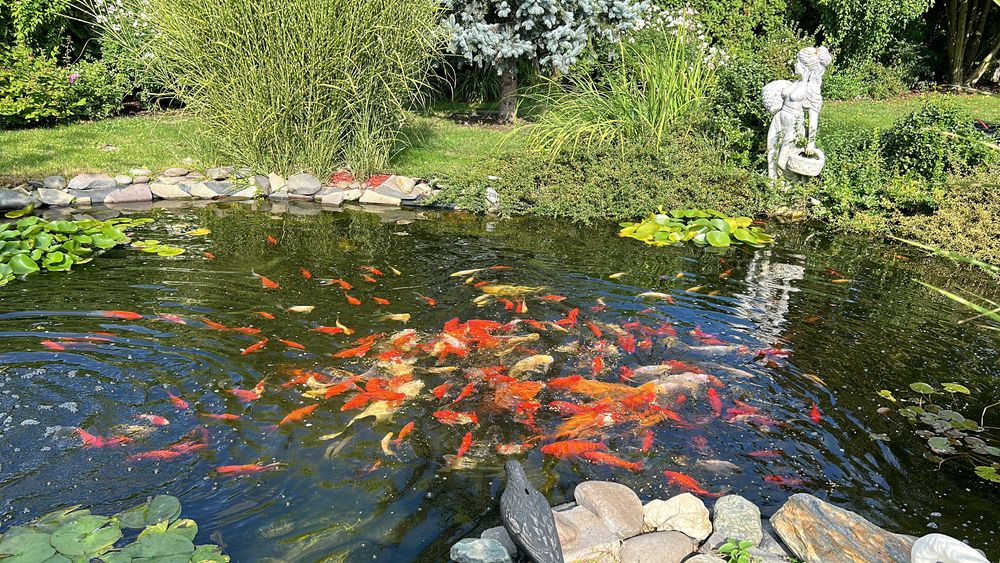 pești ornamentali lacuri