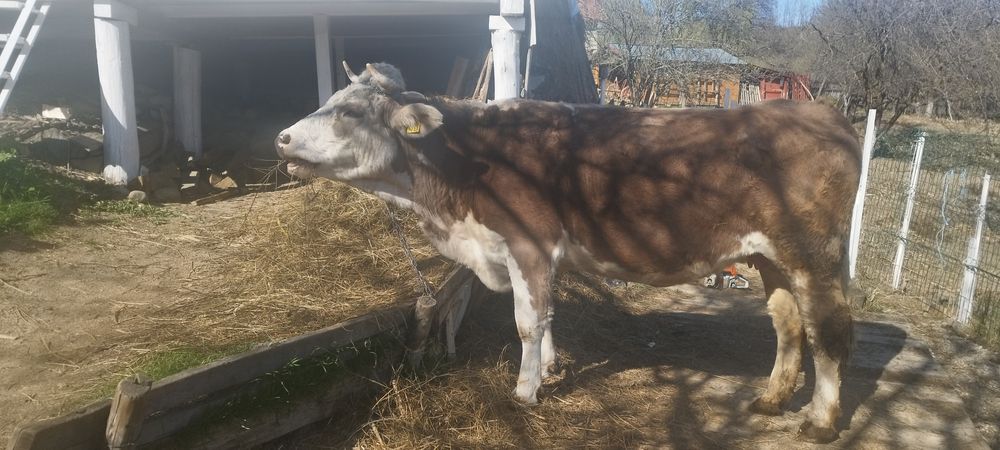 Vând vaca a doua fatare