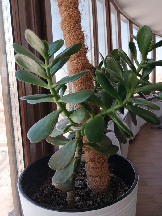 Продаю денежное дерево