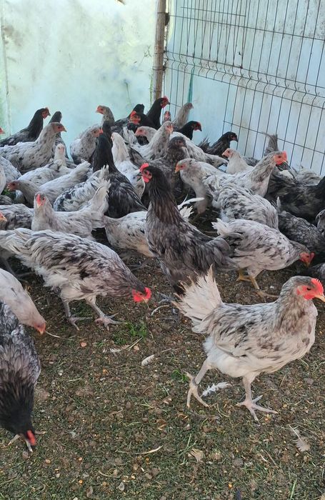 Cocosei Australorp
