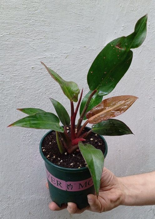 Филодендроны Philodendron ‘Prince of Orange’. Цветы для дома и офиса