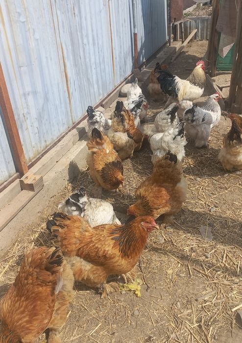 Инкубационные яйца