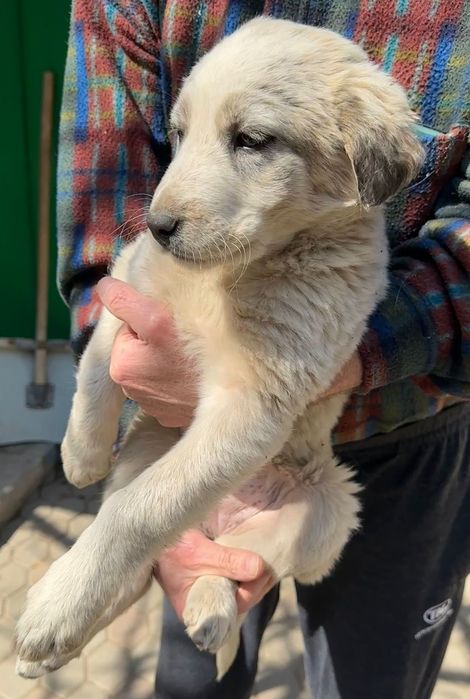 Отдам бесплатно щенка