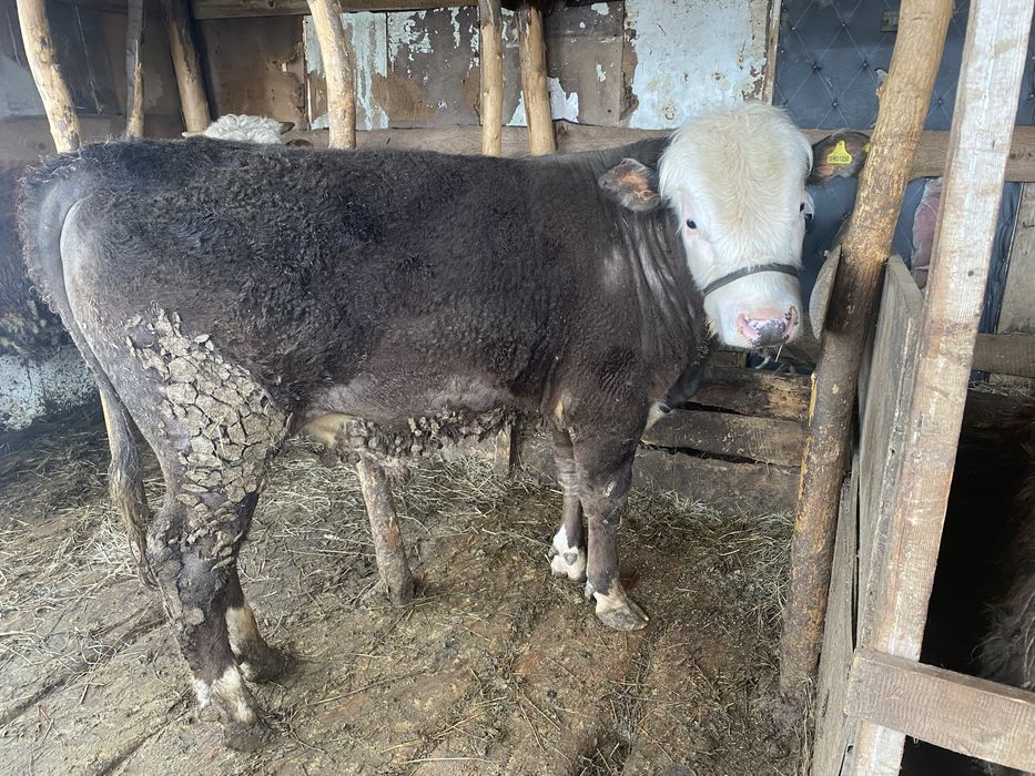 Продам двух бычков