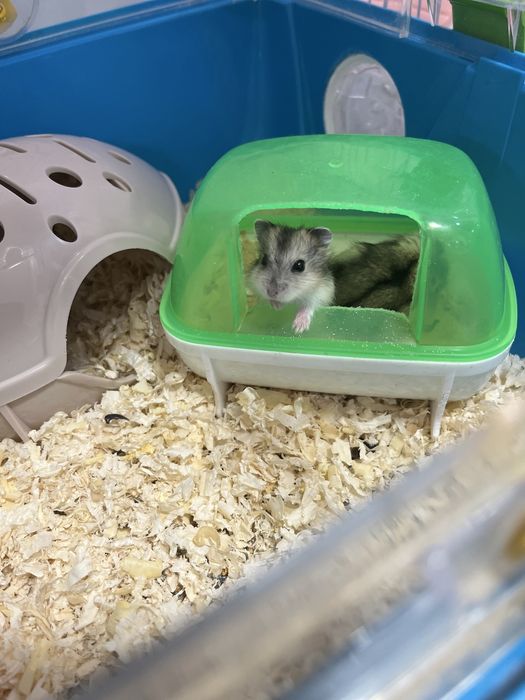 Продам молодых хомячков