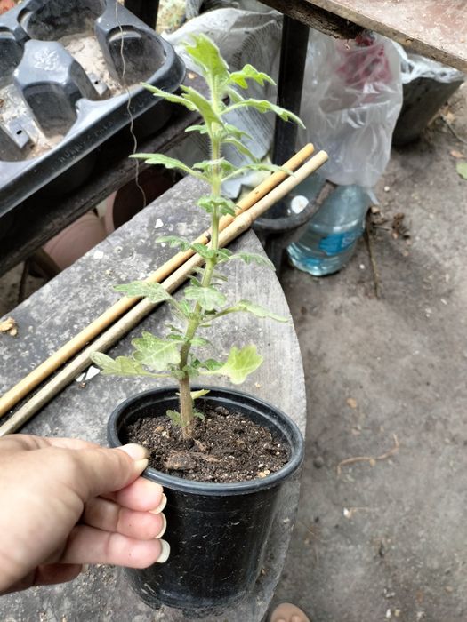 Продам мята плектрантус.