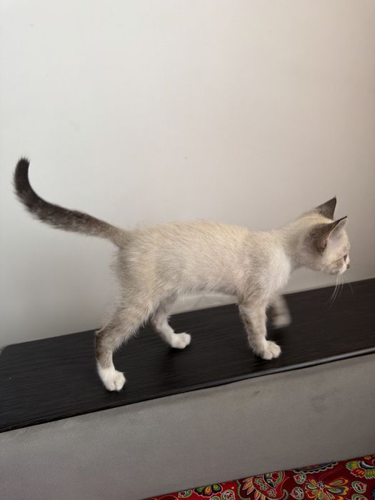 Отдам котика бесплатно