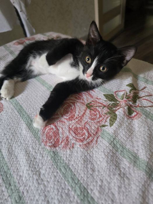 Отдам котёнка девочка