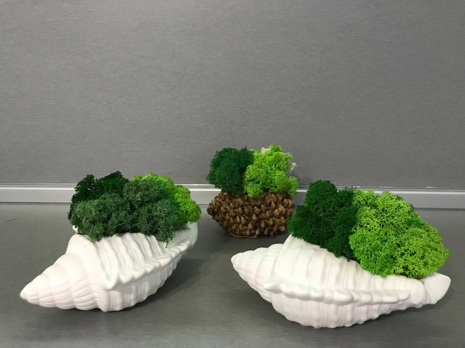 КАШПА "РАПАН" със скандинавски мъх