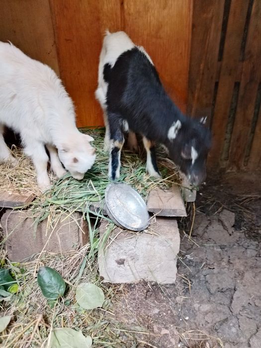 Țapi rasa La Mancha