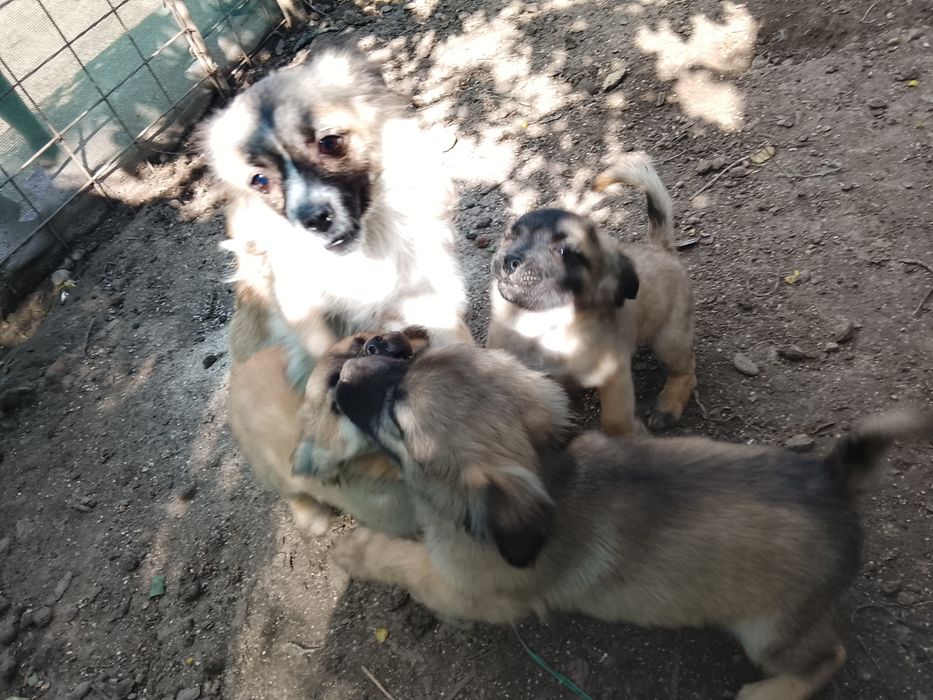 Donez      căței