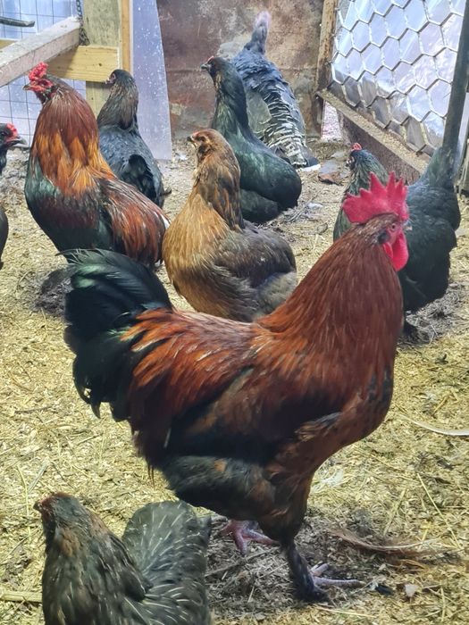 Свободни Млади Петли