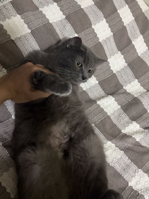 Отдам кошку бесплатно