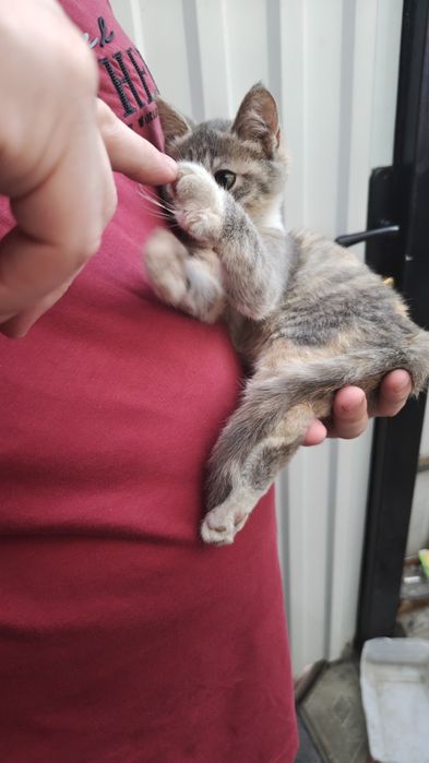 Котенок, красивый