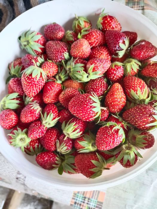 Продам клубнику домашнию