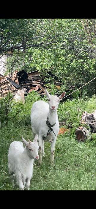 Продам козу с козленком