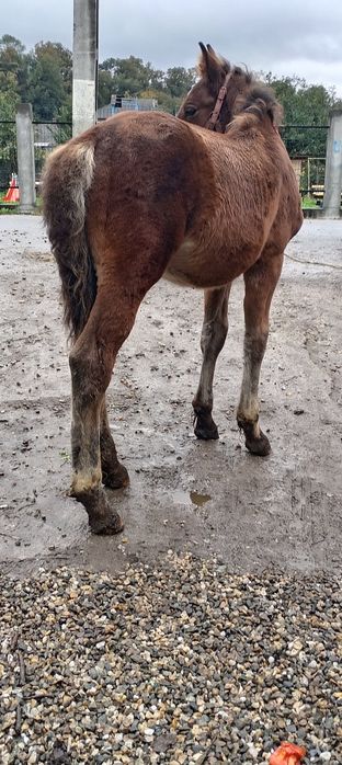 Vând mânz de 3 pe 4 luni