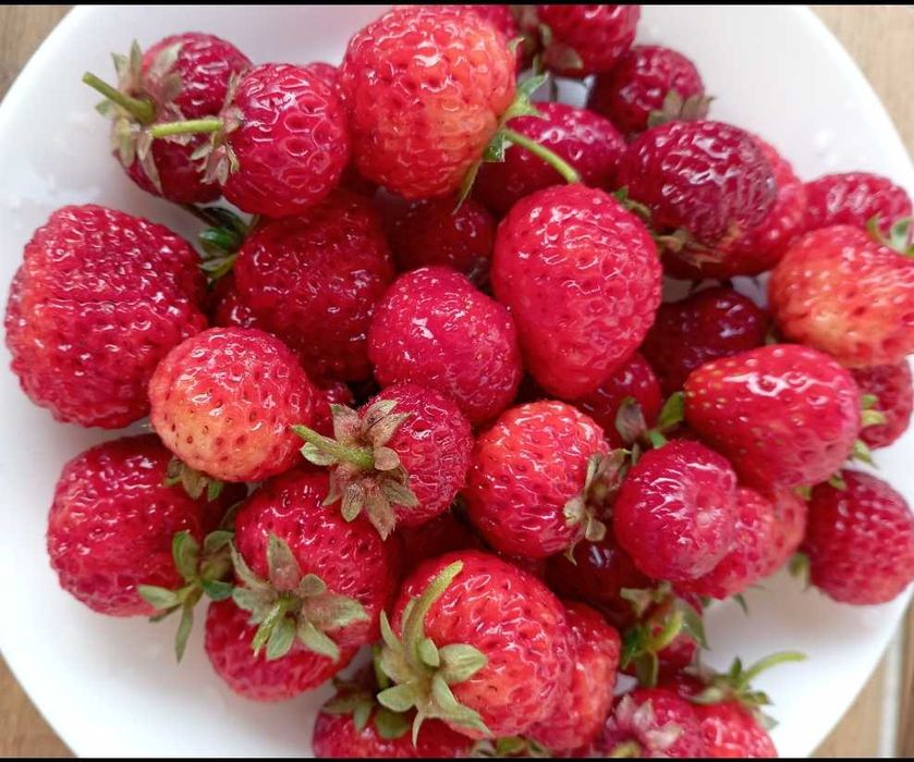 Ягоди разсад сорт Азия 1 лв