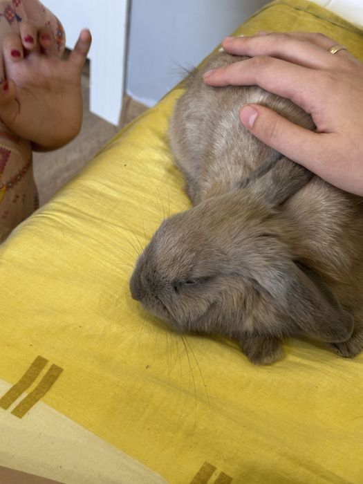 Продам кролика очень милый