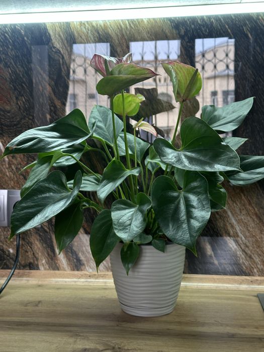 Антуриум, розовый