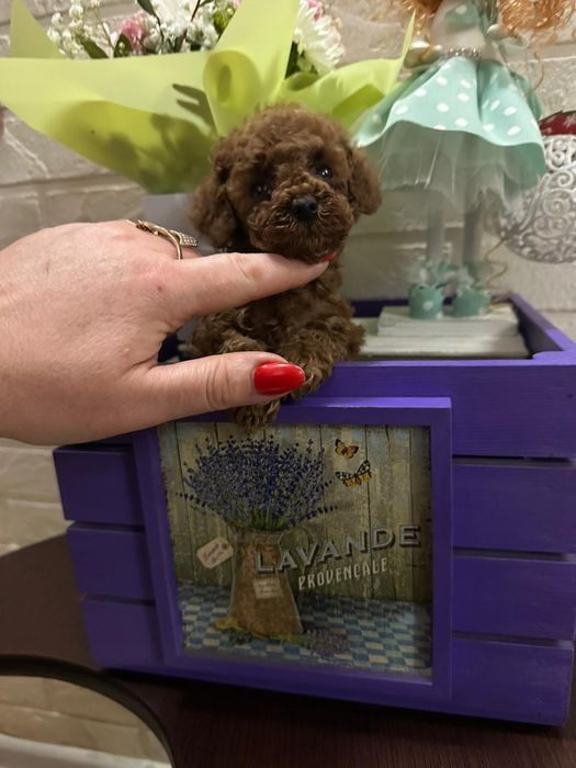 Mascul pudel talie mica