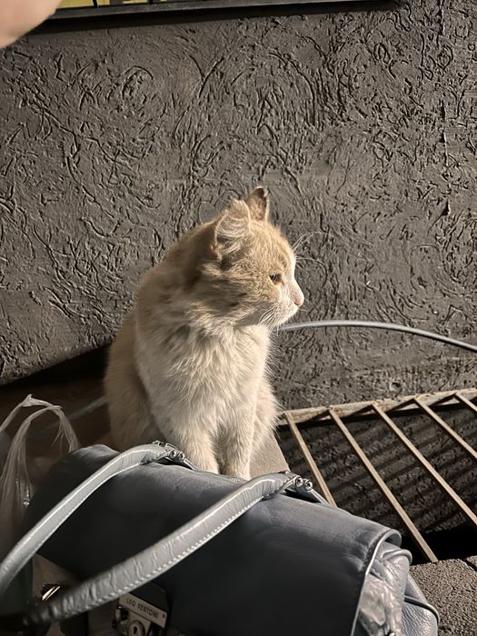 Очень ласковый котик в добрые руки