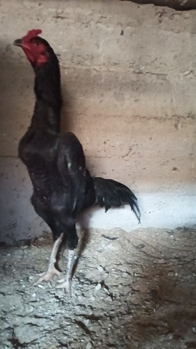 Хуроз сотилади..