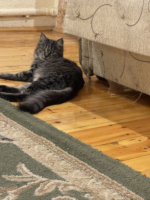 Sibirskiy mushugimiz vyaskaga…