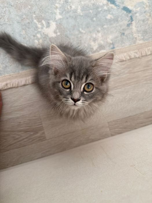 Мысық, Кот, жақсы қарайытын адамға