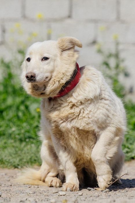 Девочка Сиси ждет своего человека!