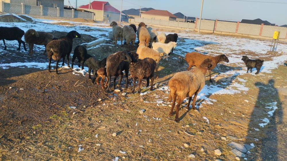 Қозыл қойлар сатылымда