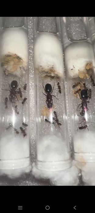 Camponotus turkestanicus
