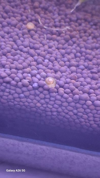 Улитки ампулярии