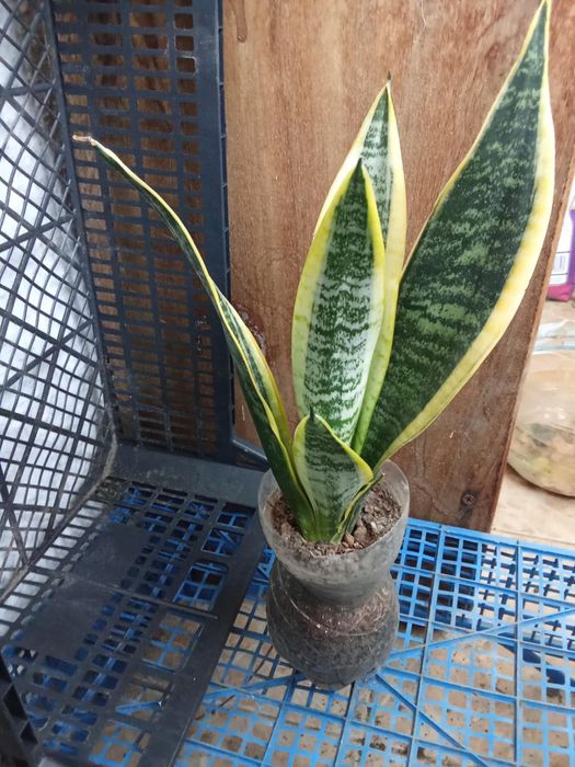 Сансевиера (Змийски меч)