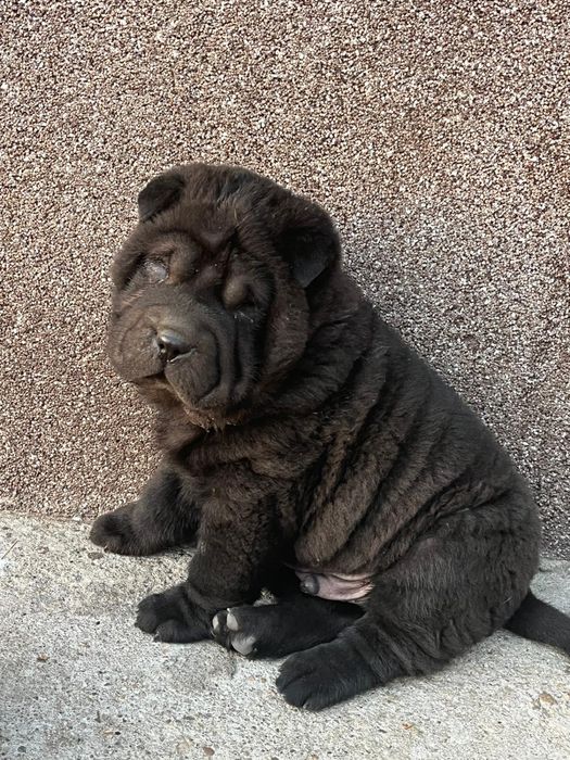 Fashion shar pei for olx