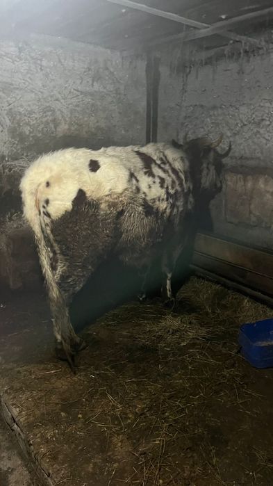 Сиыр,бұзау сатылады