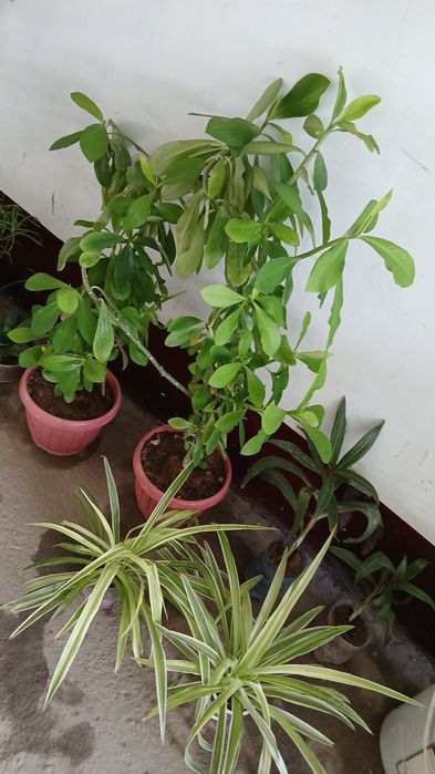 UYDA  Ustirilgan Gullar