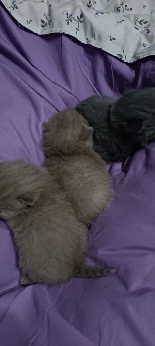 Продам котят британцев