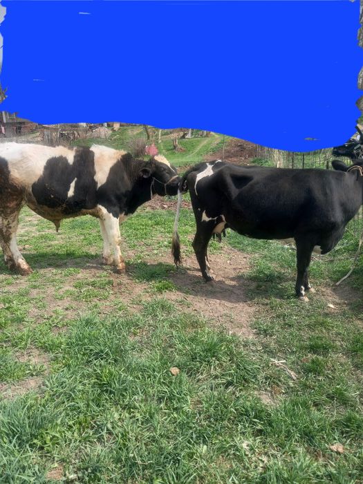 Голштин бұқа сиыр қашыруға