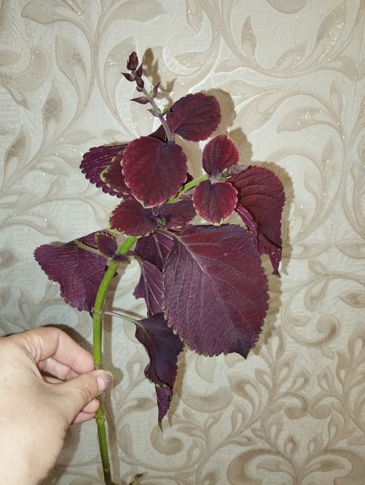 Колеус черенок продам