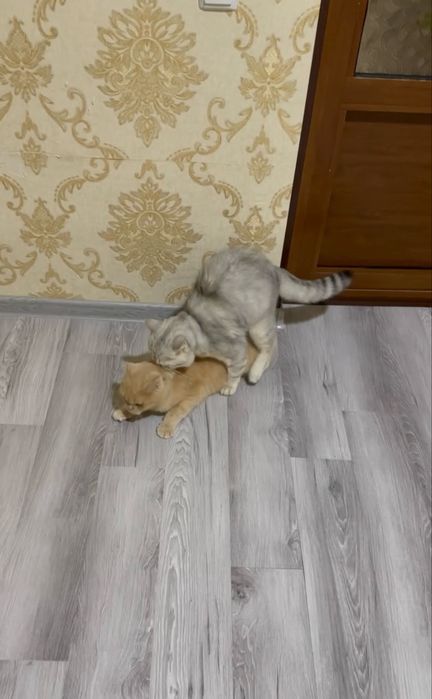 Приглашаем кошек на вязку